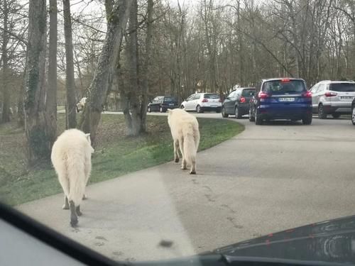 疫情|疫情期间的周末娱乐,留学菌带你逛逛野生动物园