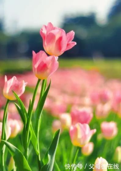 适合冬天的6种盆栽花，皮实好养颜值高，香味清新超迷人