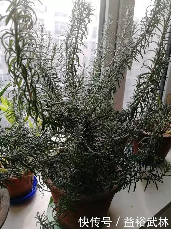 5种花蚊子“不喜欢”,好看还好养,是天然蚊香,值得多养几盆