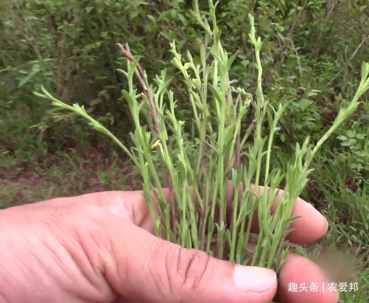 价值|这种野草既然这么贵，是不是长得很特别你知道它的价值吗