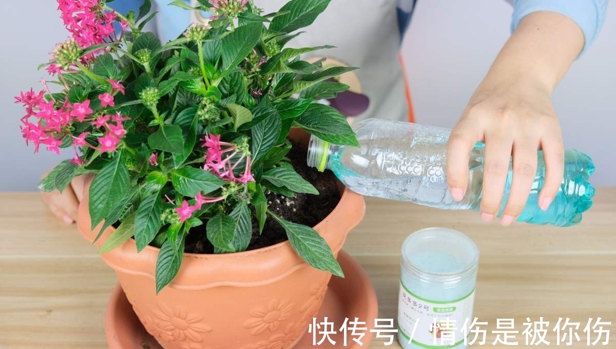 氮磷钾肥不用买,在家就能做,省钱效果好!