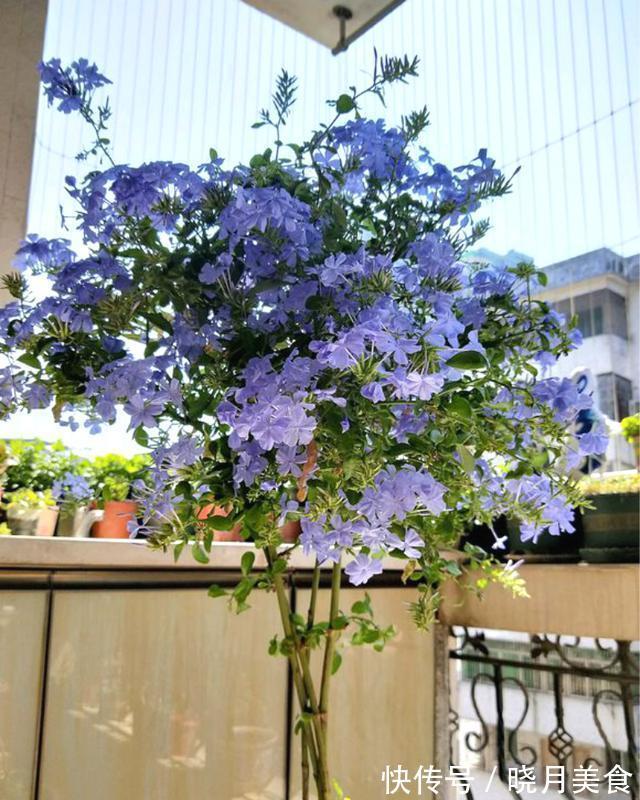 适合封闭阳台养的5种花,抗病性强,超容易开爆盆