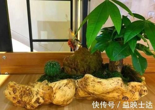 往花盆底垫它们,松果壳、树皮,不只为了透气排水