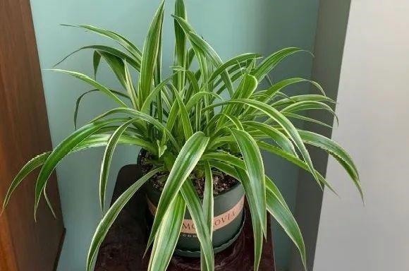 长寿花换盆,切忌越换越大,一直用小盆养才好!