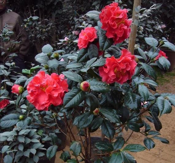 茶花|夏天养茶花，3件“要紧事”，花芽才接着长，憋出“一树”花骨朵