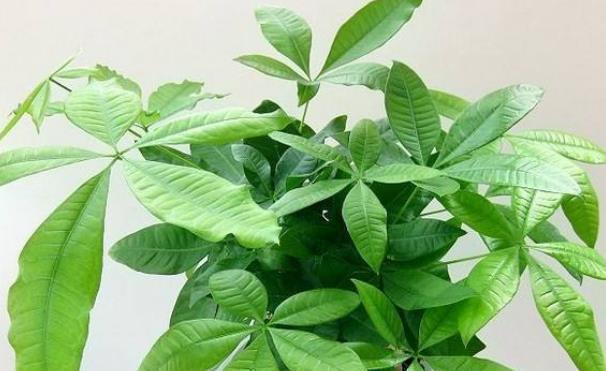 净化|室内必须养的“镇宅树”,旺财又养人,尤其第三种,越养越值钱