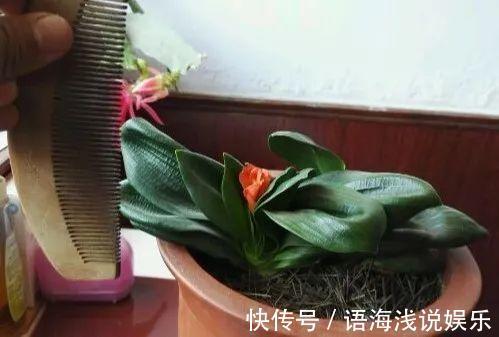 君子兰越小越值钱,养了4年,只有硬币大!