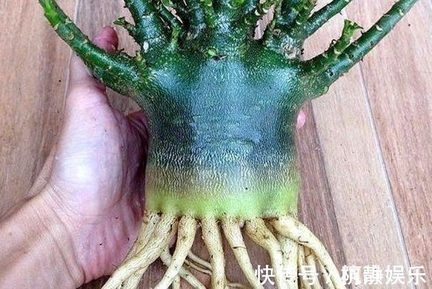 土面|沙漠玫瑰“烂茎”不要放弃,掌握救治技巧,让它长出“八爪根”