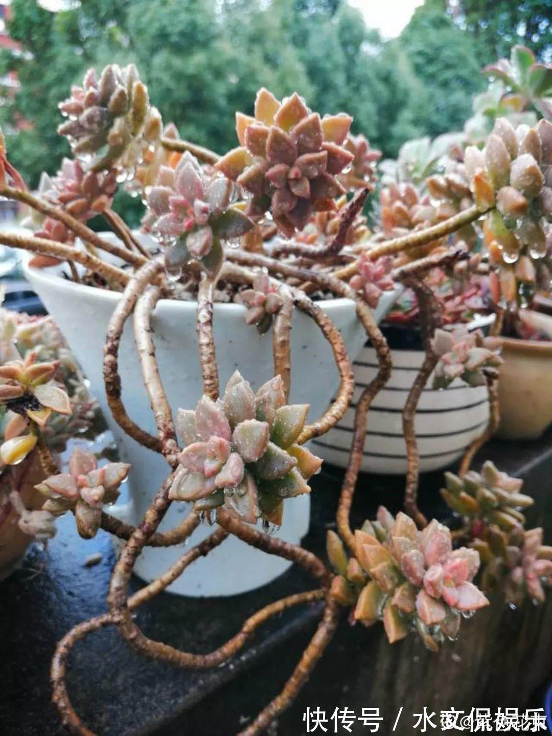 玉缀|秋天买多肉,认准这点,长得胖嘟嘟窜出一圈小芽!