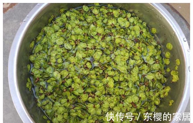 野菜|长在树上的野菜,用玉米面拌一拌,上锅蒸熟,比大鱼大肉吃着都香