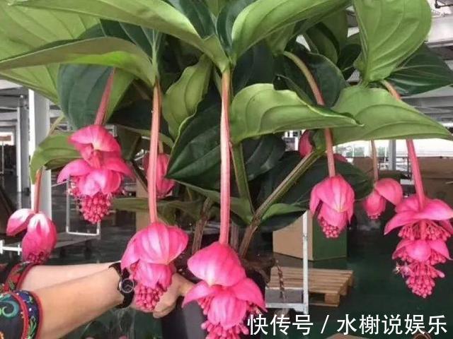 5种花最怕晒，天天不见光，开花却火爆，一朵一朵炸花球