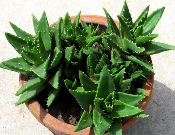 繁殖芦荟怎么给侧芽分株移栽3步操作,让一株变十多株