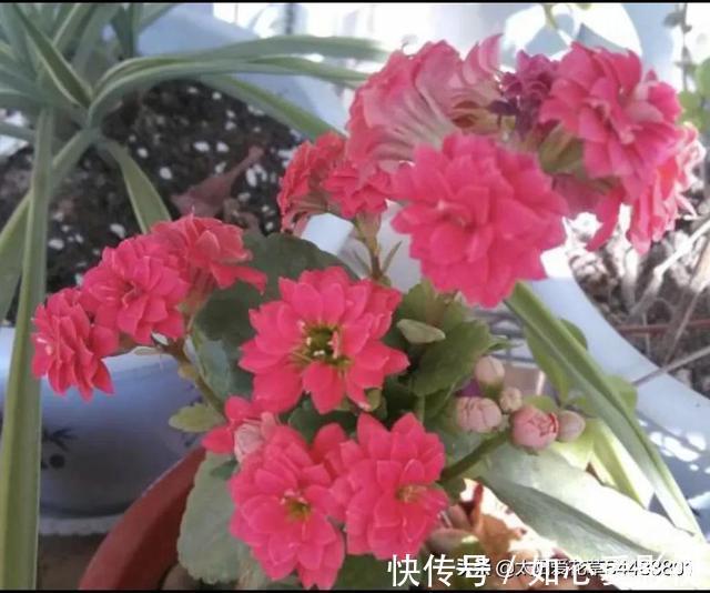 角堇|冬天要懒养的8种花,懒一点浇水开花多