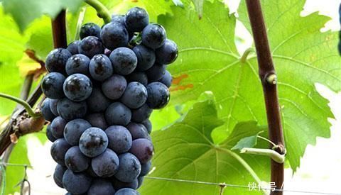  癌细胞|是人都怕癌，癌却“怕”这4物，平时常吃，癌细胞或不敢来“登门”