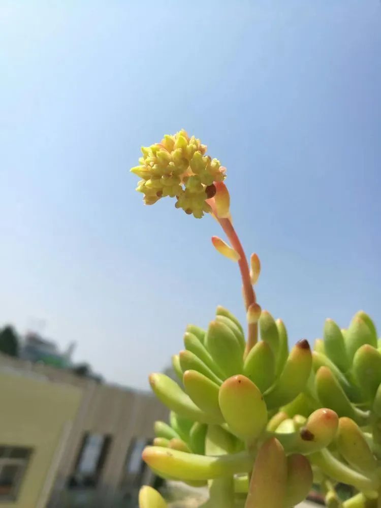 黛比|佛系养肉人生活明朗，多肉可爱，唯适者生存！