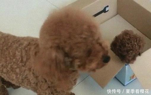 主人说要把小泰迪卖了,泰迪妈的做法绝了,