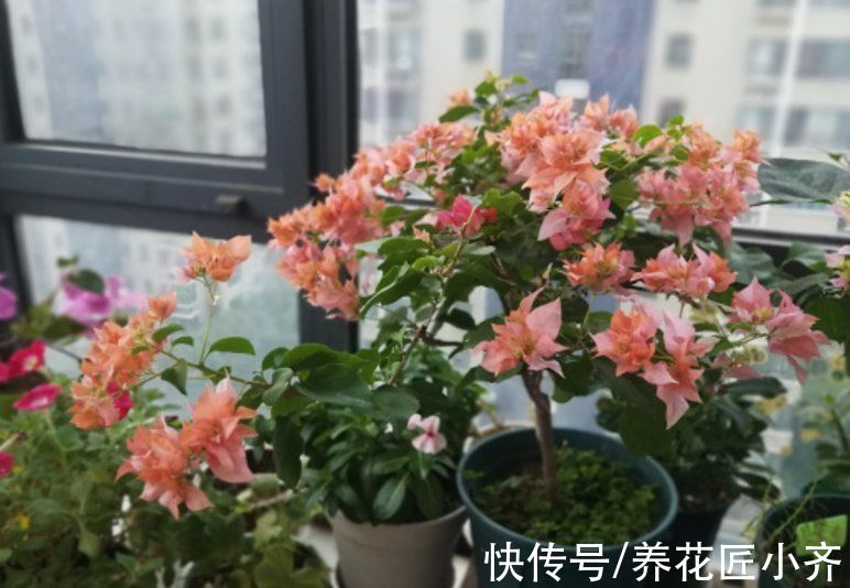 现在各种专用肥层出不穷，新手养花别盲目买，没啥意思