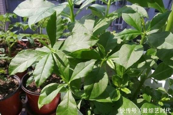 补中益气|医生提醒:常吃此野菜,能补中益气、润肺生津,早点知