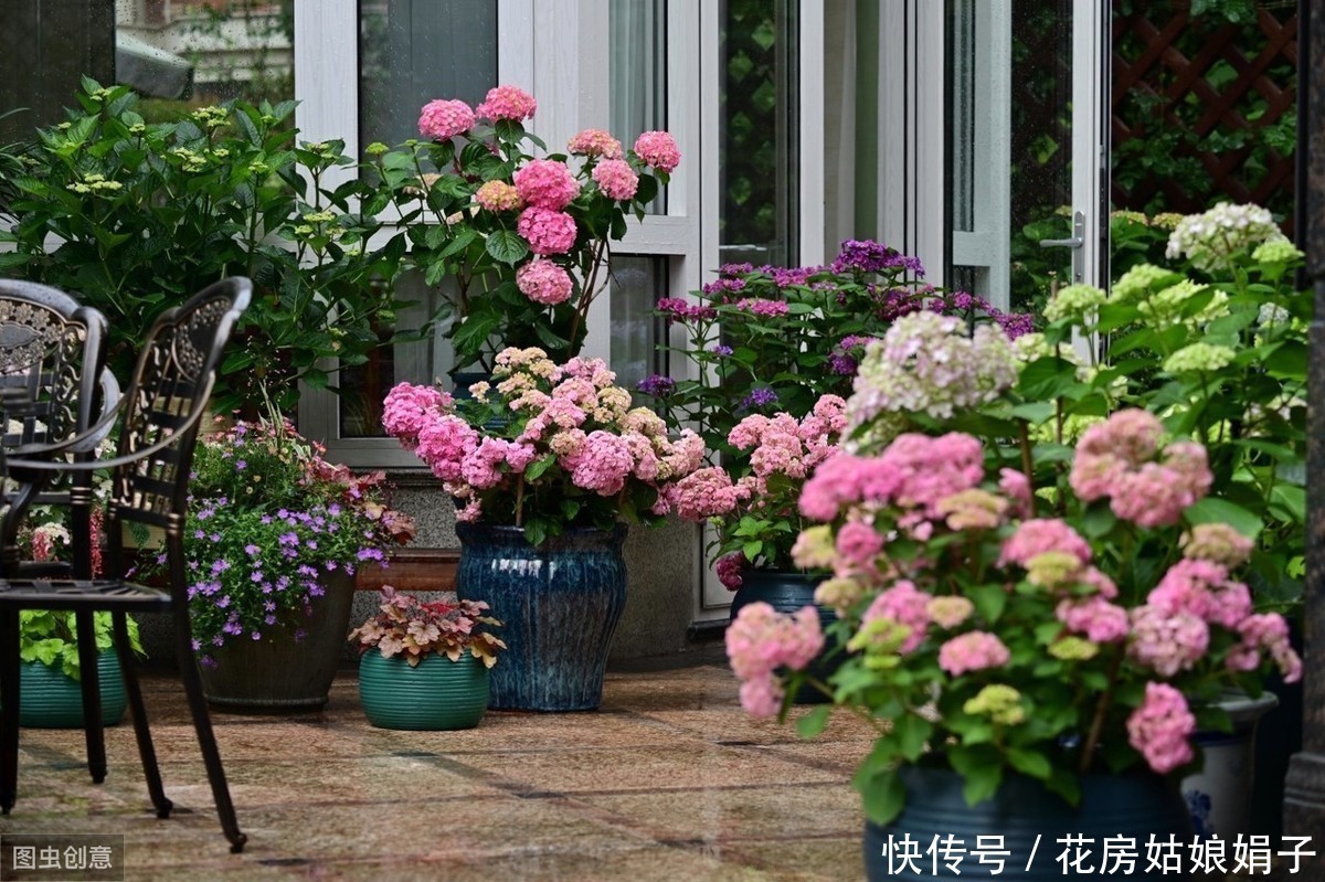 枝条|适合6月里扦插的6种花,插到纸杯里就生根,1根枝条就能成活