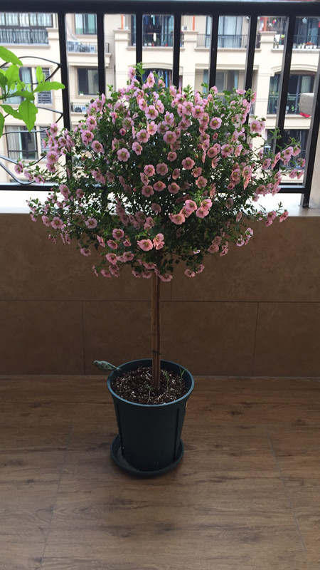 它是最容易开爆盆的盆栽，花量丰富，年头开到年尾，漂亮又好养