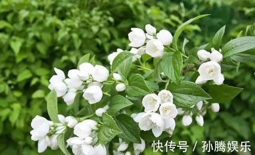 层叠群花|6月养茉莉花，了解掌握3个技巧，开出层叠群花