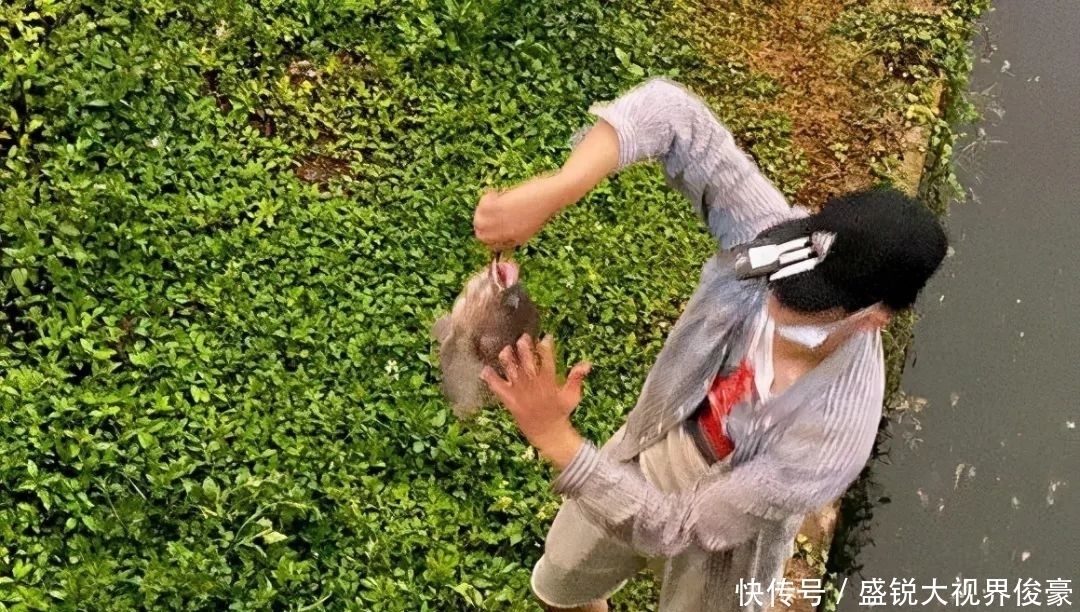 扎堆|河道“巨型罗非”扎堆,钓鱼人:三五斤起步,半天钓十几条