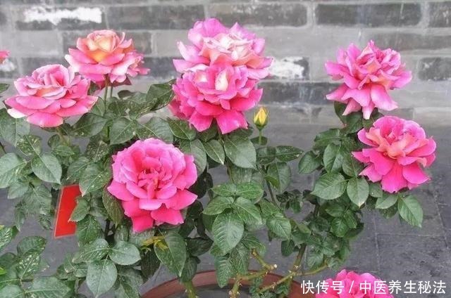 家庭月季花“剪枝”有窍门，定期修剪枝条，开花才会越开越多！