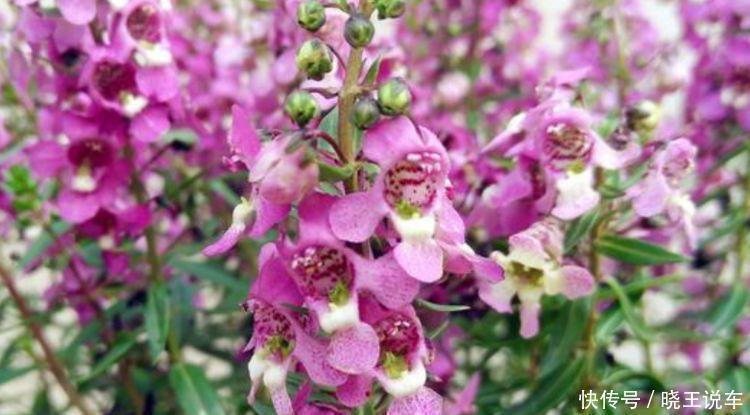 “4种花”漂亮又好养,一次开花100朵,天上人间,美到极致!