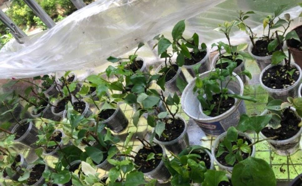 扦插三角梅，小花匠教你个“诀窍”，成活率超高，再也不怕不生根