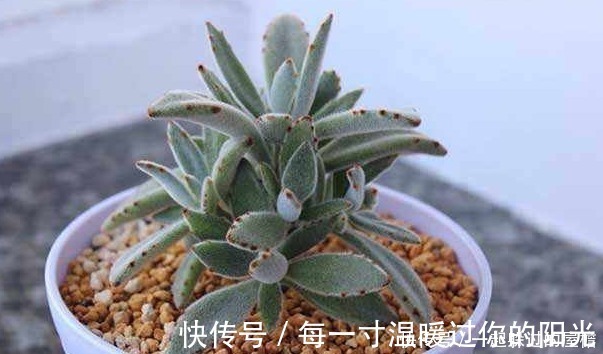 此花就像熊猫的爪子,花语是珍贵,保佑主人一帆风顺!