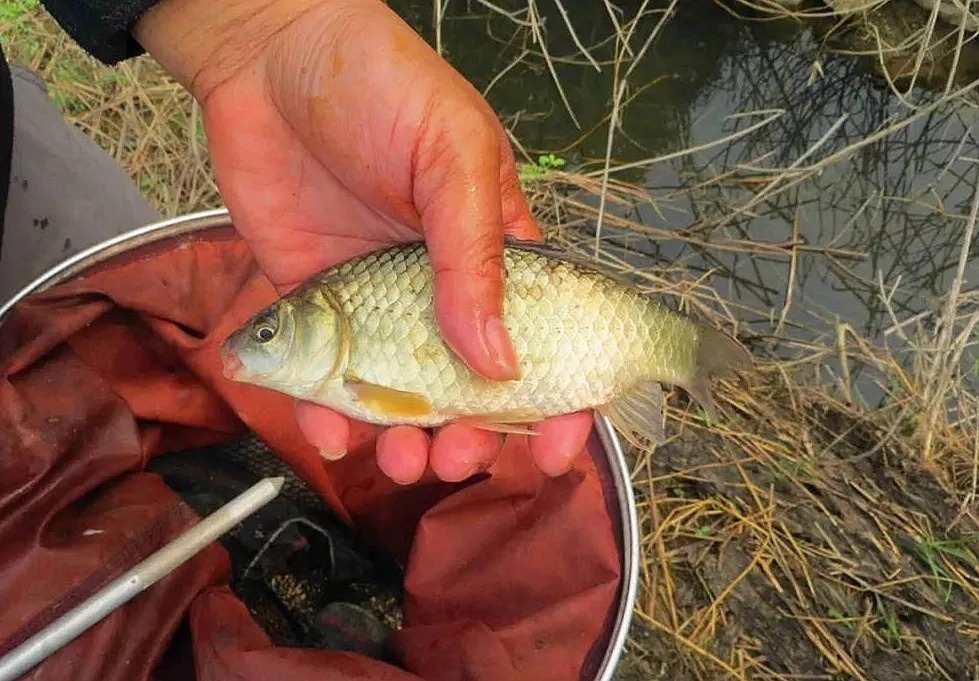 冬季垂钓最管用的三种方法,多窝钓不是最佳,最后一个却经常爆护