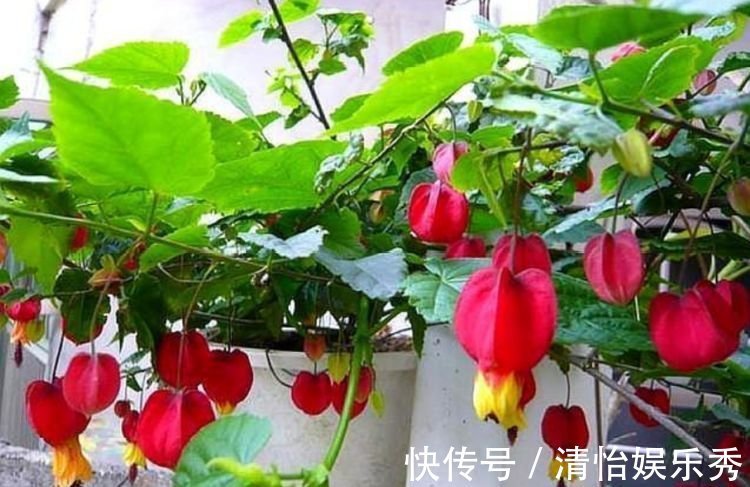 养花就养4种花，家里养一盆，开花漂亮花期长，谁养谁喜欢