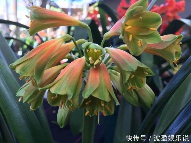 三角梅|君子兰长成“丑八怪”,就是叶子不听话,这几点一定要做好