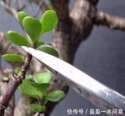 叶子绿|养“马齿苋树”,用点“它”,叶绿如玉,枝粗壮,1年就能成老桩!