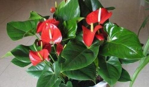 四季海棠|什么花可一年开四季盆栽上4种植物,个个都能全年花开不停歇