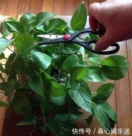 枝条|家有长寿花,还没“修剪”小心晚了时间,秋天不开花!