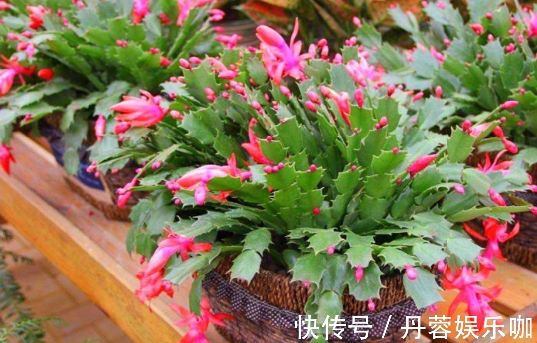 家里有5种花,想要开花多,秋天别忘施1种肥