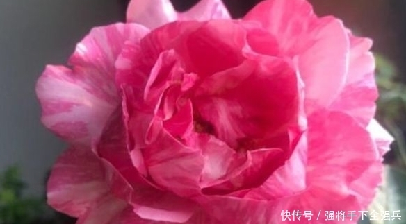 高贵|喜欢养花,不如养盆精品花卉伊芙飞溅,花开红艳,佳韵高贵!