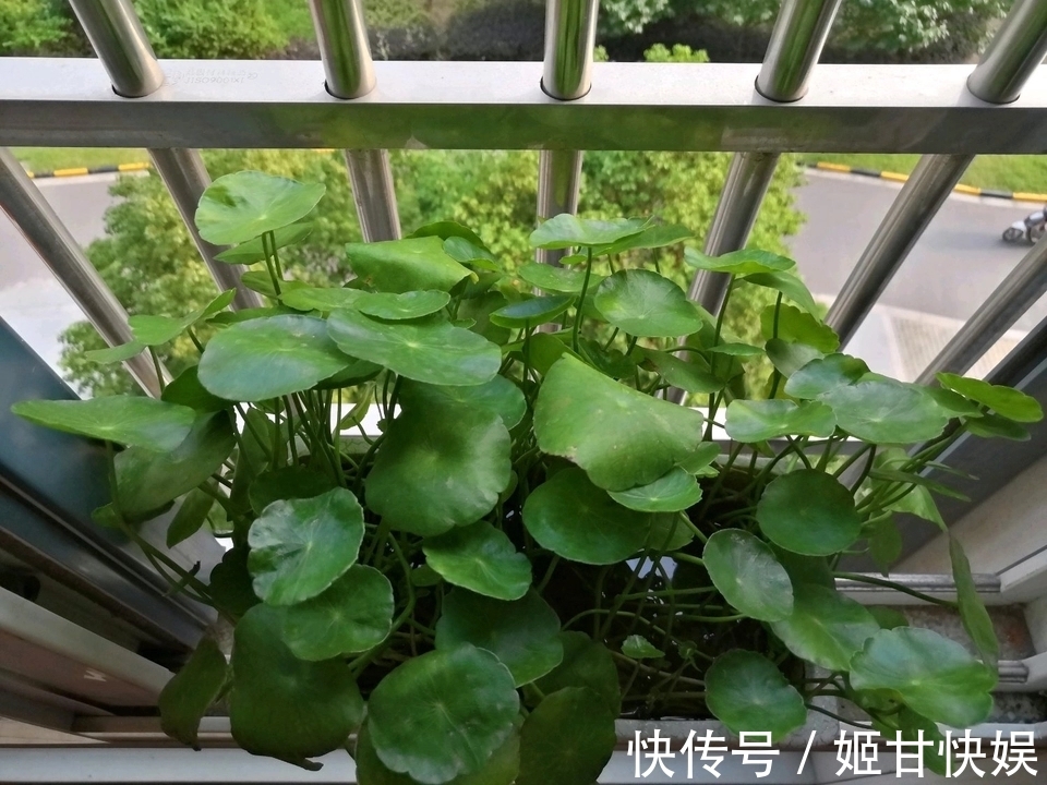 铜钱草又黄又乱糟糟的该怎么养剃头半土加半水,一个月再次爆盆