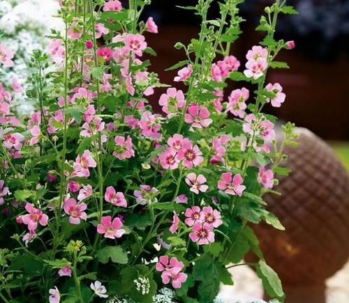 这5种花卉可称为开花劳模，个个漂亮还好养