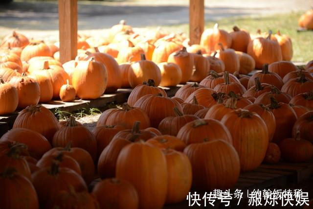 风味|家里有南瓜的来看看,教你做风味独特的紫薯南瓜派,比蛋糕都好吃