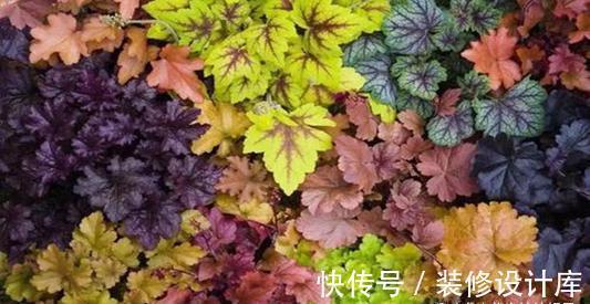 4款秋天栽培的花卉,大家都了解吗?秋天到了,赶紧在家里养几盆
