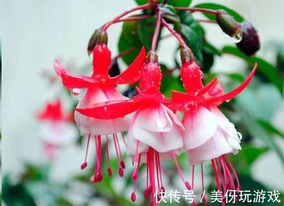 霜降之后阳台养这几种花,只要有光照,花开不断,寓意平安富贵