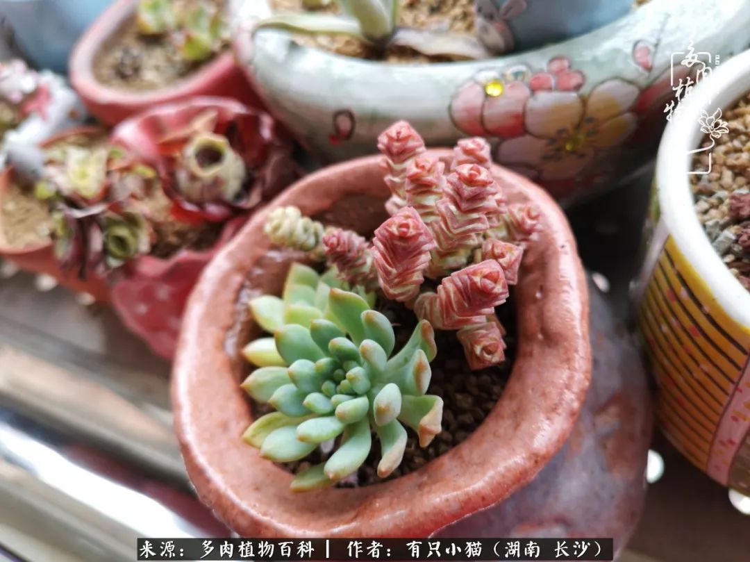 经历一个夏天的摧残，方知皮实好养的多肉才是真爱！