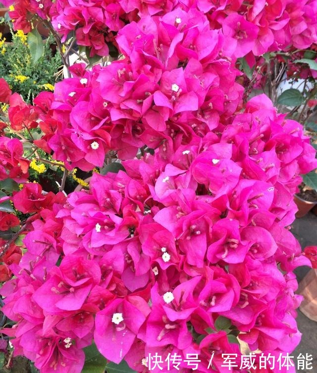 夏季将至,养几种耐热耐晒的花,不用挪来挪去,光照越强开花越旺!