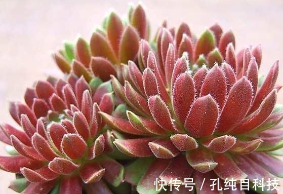 瀑布|5款好养又漂亮的多肉,一养就爆盆,爆成肉瀑布,比绿萝还好养