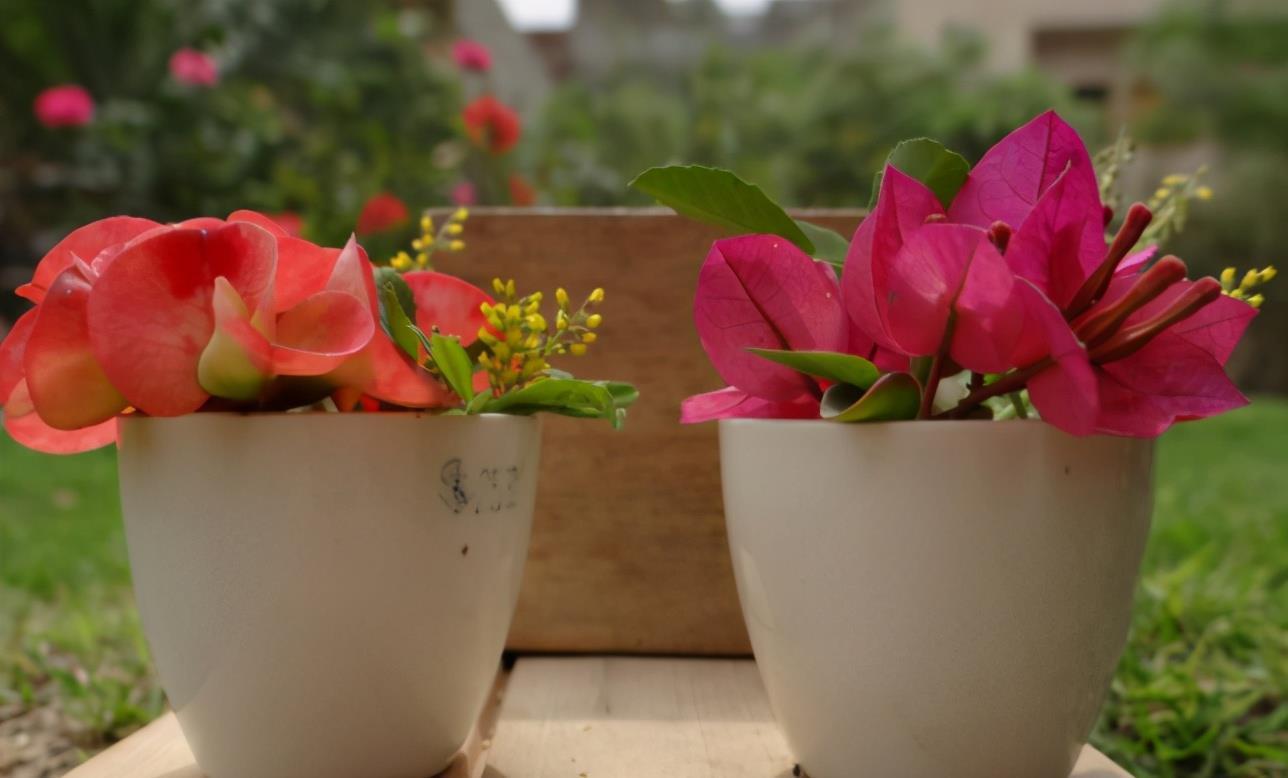 养花选“盆”别乱凑合,选对、选错差别很大,结局不一样