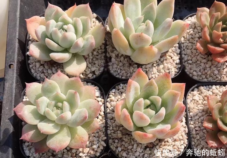 快递|裸根多肉“快递”回家后,上盆、缓苗,每一步都得万分小心