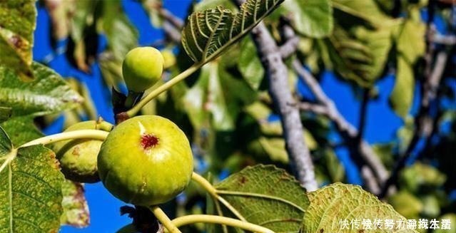 枝条|多种树木都想富!「三种树」随手掰一枝,插土生根,来年可以结果