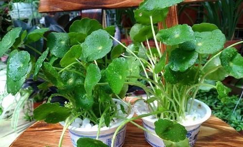 酸奶盒|家里几种没用的东西,用来养花,省钱又实用,乐趣十足!